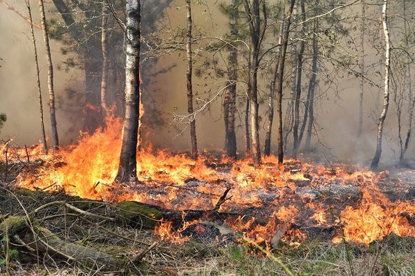 Een natuurbrand woedt over de grond. De stam van een boom staat in brand. Er is veel rook.